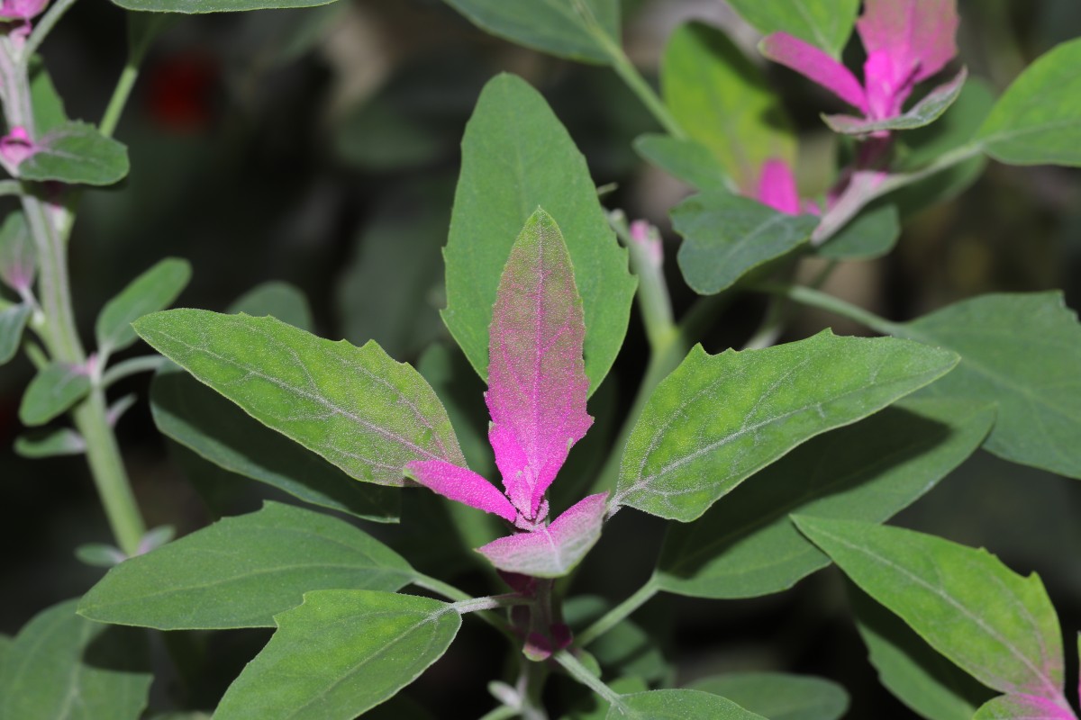 Chenopodium